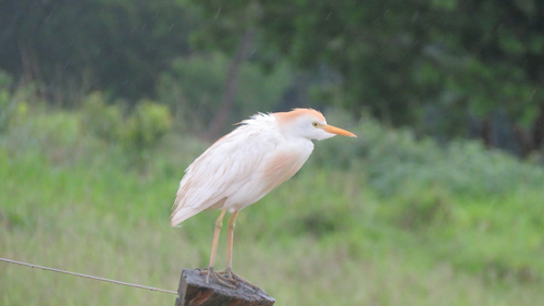 Western Cattle-Egret