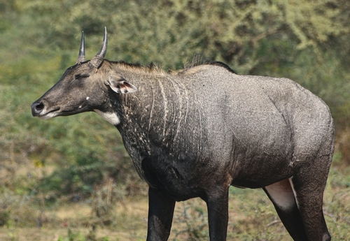 Nilgai (Blue Bull)