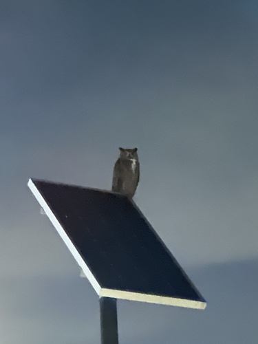 View observation of {o.common_name} on iNaturalist