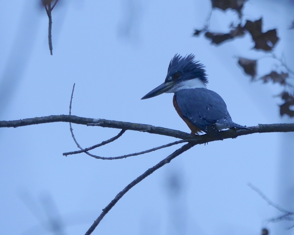 Ringed Kingfisher from Austin, Texas, United States on December 14
