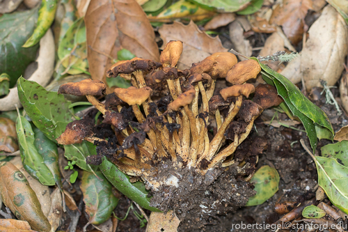 iNaturalist observation photo of Common Gilled Mushrooms and Allies