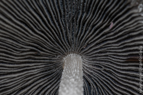iNaturalist observation photo of Brittlestems and Allies