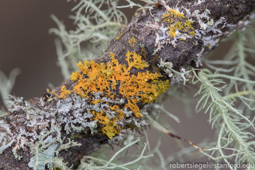iNaturalist observation photo of Shield Lichens, Sunburst Lichens, Rosette Lichens, and Allies