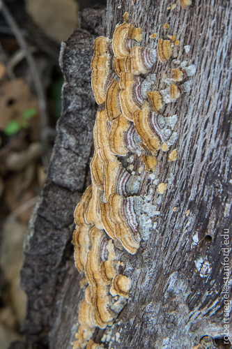 iNaturalist observation photo of Mushrooms, Bracket Fungi, Puffballs, and Allies
