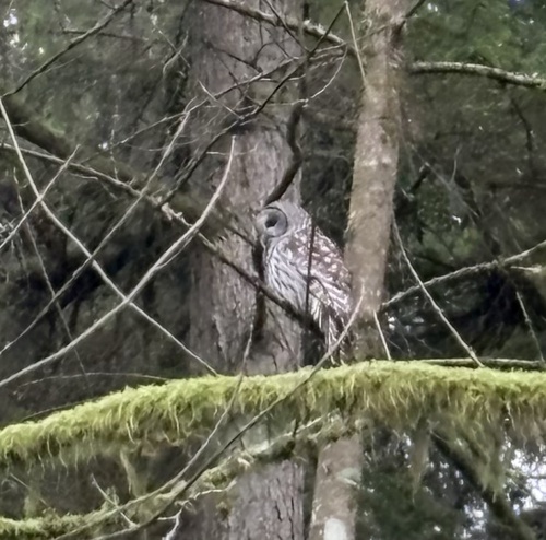 View observation of {o.common_name} on iNaturalist