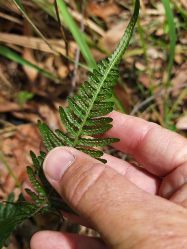 common rasp fern (Logan Simple Rainforest List V2) · iNaturalist