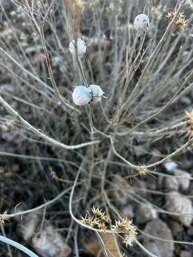 Unknown species found near S Village Loop, Grand Canyon Village, AZ, US