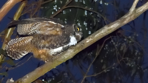 View observation of {o.common_name} on iNaturalist