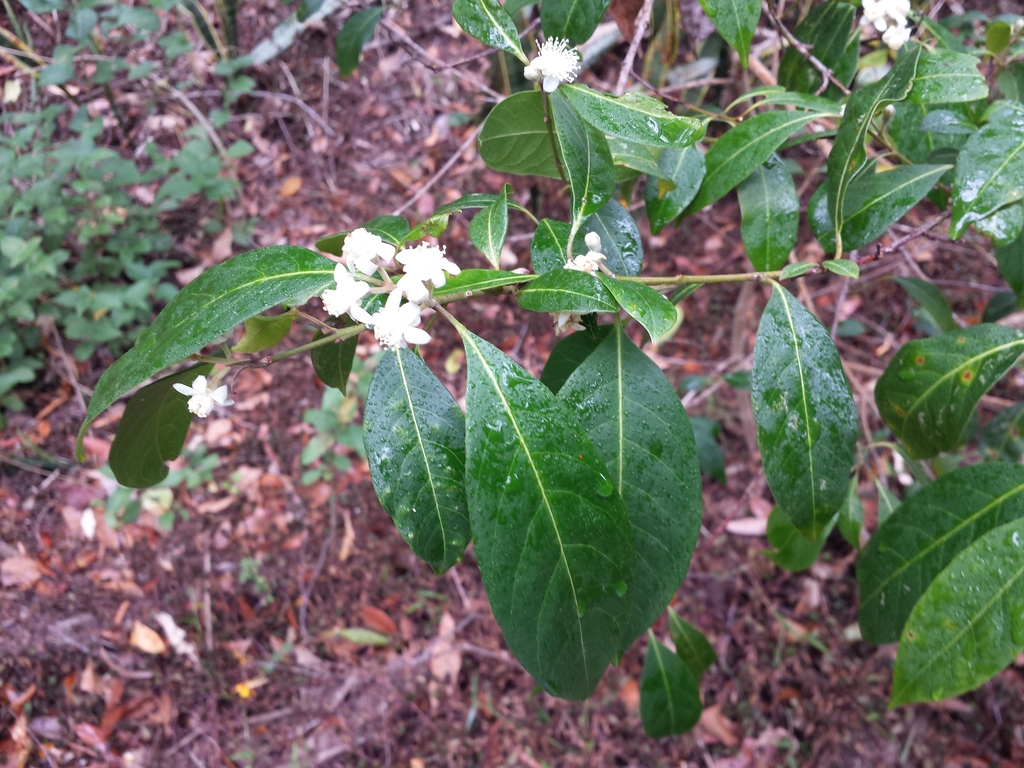 Guava Native Map native guava (Logan Simple Rainforest List V2) · iNaturalist