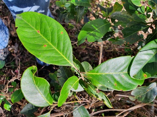 Guava Native Map native guava (Logan Simple Rainforest List V2) · iNaturalist
