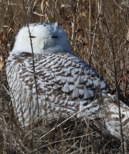 View observation of {o.common_name} on iNaturalist