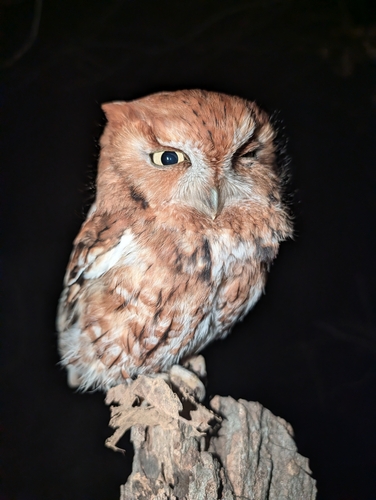 View observation of {o.common_name} on iNaturalist