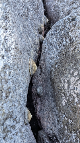 Cellana exarata