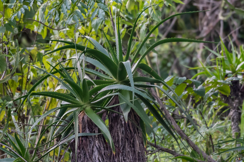 Aloe rupicola