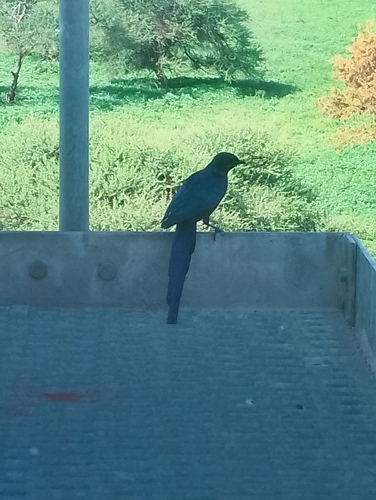 Meves's Starling