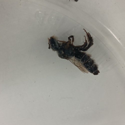 Huber's Woodborer