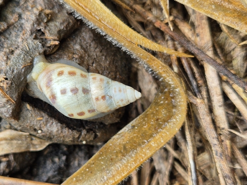 Antidrymaeus interpunctus