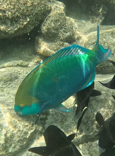 Scarus prasiognathos
