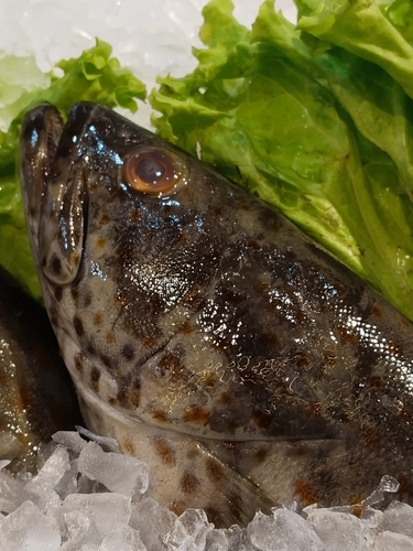 Epinephelus coioides