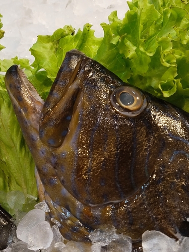 Cephalopholis formosa