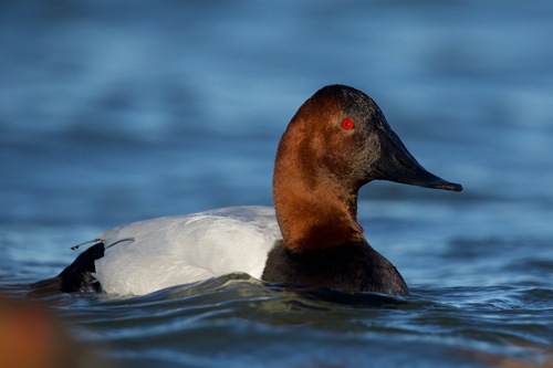 Canvasback
