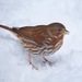 Fox Sparrow from Huntingdon Valley, Bryn Athyn, PA, USA on January 18, 2026 at 12:52 PM by Tom_Reichner