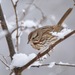 Song Sparrow from Huntingdon Valley, Bryn Athyn, PA, USA on January 18, 2026 at 10:49 AM by Tom_Reichner