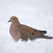 Mourning Dove from Huntingdon Valley, Bryn Athyn, PA, USA on January 18, 2026 at 12:24 PM by Tom_Reichner