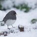 Dark-eyed Junco from Huntingdon Valley, Bryn Athyn, PA, USA on January 18, 2026 at 09:25 AM by Tom_Reichner