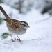 White-throated Sparrow from Huntingdon Valley, Bryn Athyn, PA, USA on January 18, 2026 at 09:19 AM by Tom_Reichner