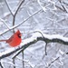 Northern Cardinal from Huntingdon Valley, Bryn Athyn, PA, USA on January 18, 2026 at 08:58 AM by Tom_Reichner