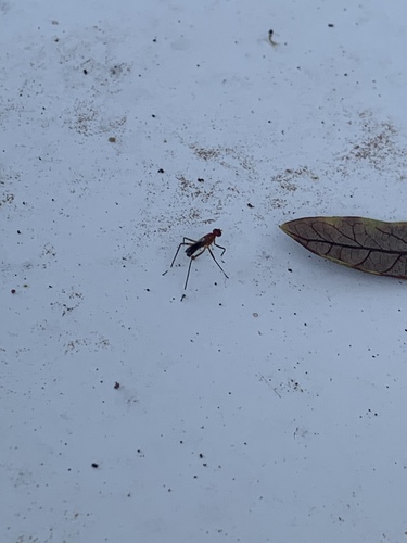 Unknown species found near SW Wisper Bay Dr, Palm City, FL, US