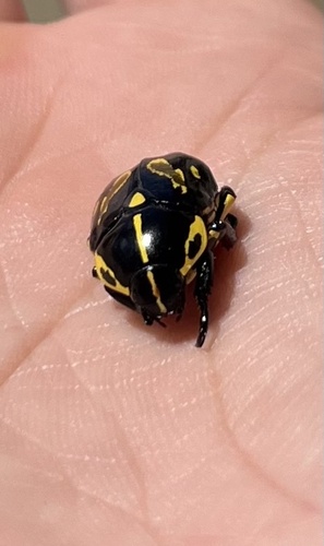 Rutela lineola