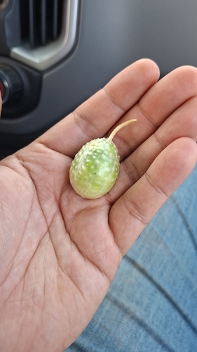 West Indian Gherkin