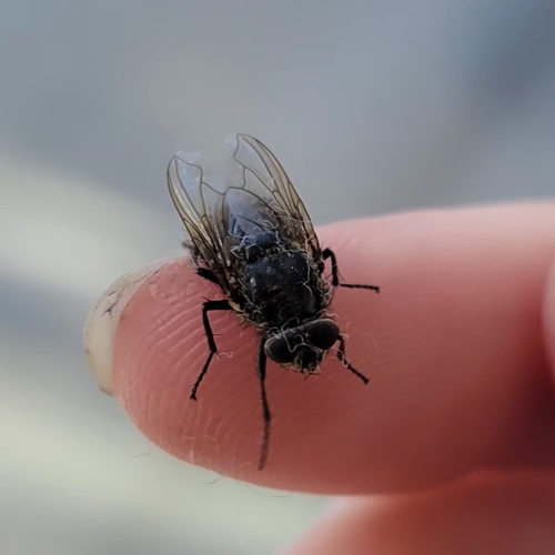 Unknown species found near Reserve & Stanley, Stevens Point, WI 54481, USA