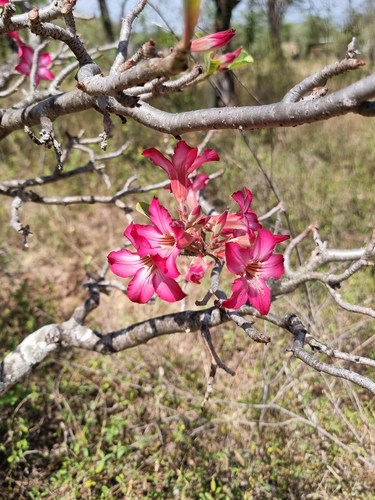desert rose