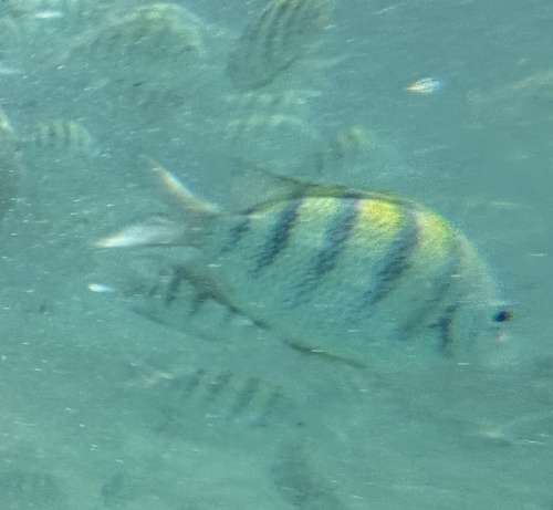 Abudefduf saxatilis