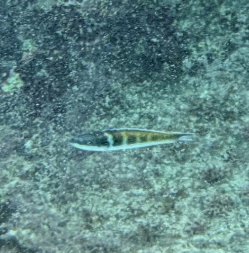 Thalassoma bifasciatum
