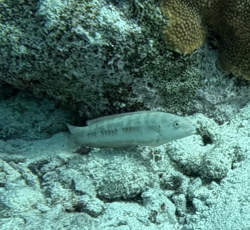 Halichoeres bivittatus