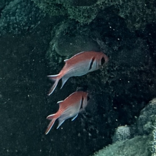 Myripristis jacobus