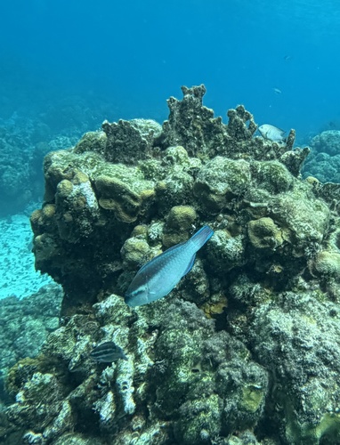Scarus iseri