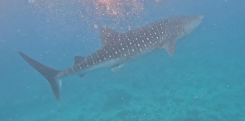 Rhincodon typus
