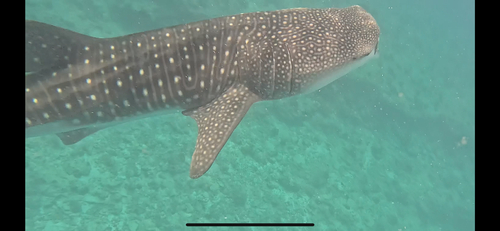 Rhincodon typus