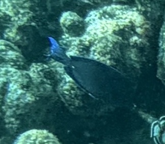 Acanthurus coeruleus