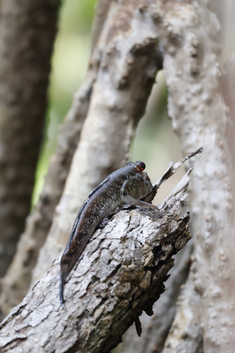 Atlantic Mudskipper
