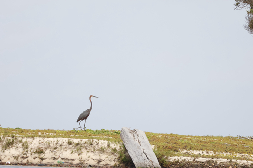 Goliath Heron