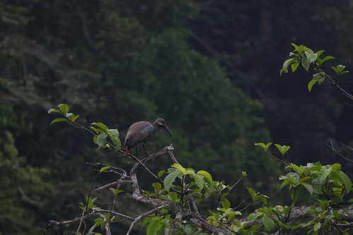Hadada Ibis