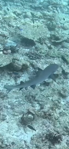 Triaenodon obesus
