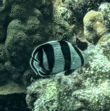 Chaetodon striatus