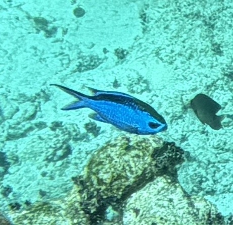 Azurina cyanea